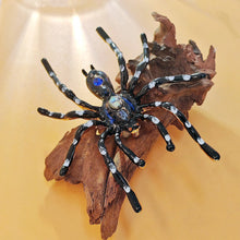 Load image into Gallery viewer, Dangerous Large Black Enamel Tarantula Spider Brooch with Blue Accent Halloween Jewelry
